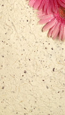 粉红花瓣边框褶皱质感H5背景素材背景