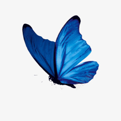 蓝色蝴蝶透明素材