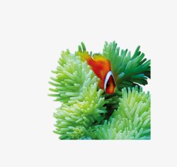 绿鱼绿珊瑚鱼高清图片