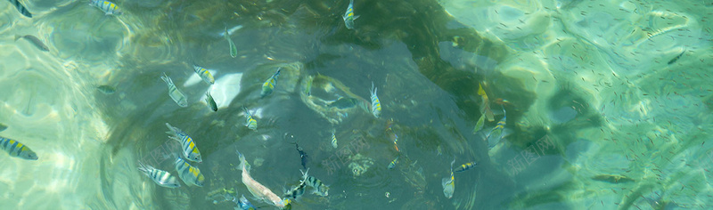 鱼群背景背景