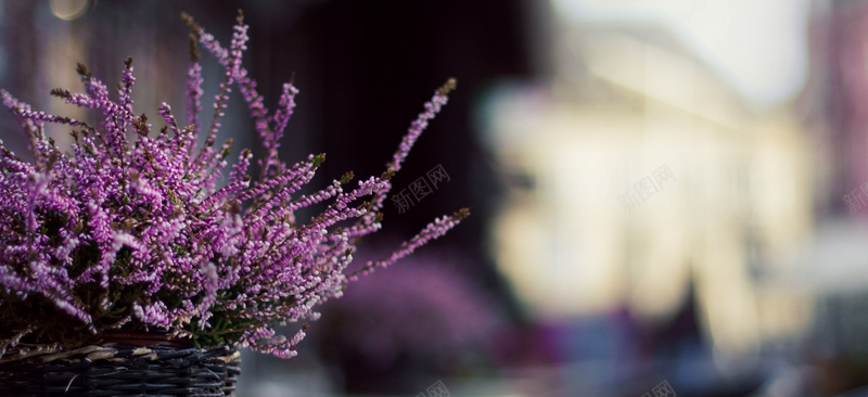风景紫色小花背景背景