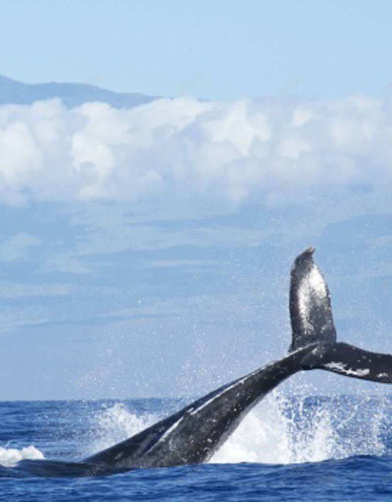 跃起的鲸鱼H5背景jpg设计背景_88icon https://88icon.com 商务 大气 海洋 科幻 科技 蓝天 鲸鱼