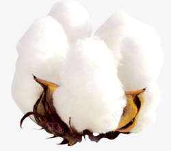 手绘棉花白色开花的棉花桃高清图片