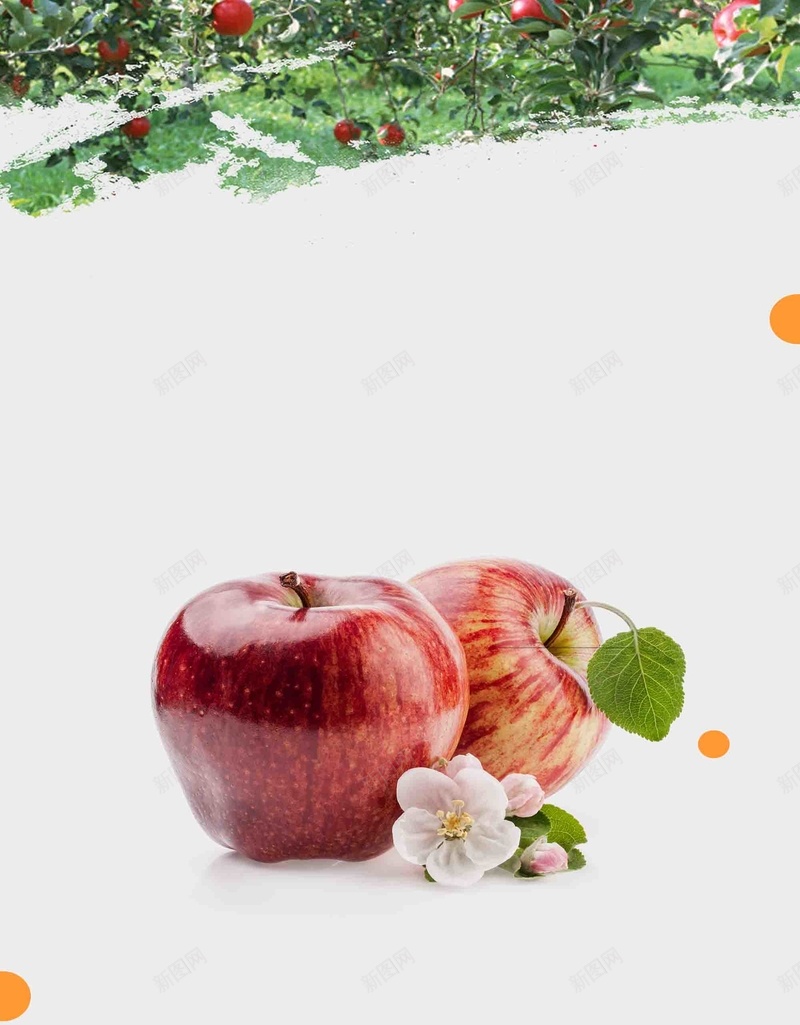 果园新鲜苹果海报背景模板psd设计背景_88icon https://88icon.com 宣传 小清新 新鲜 果园 活动 海报 背景模板 苹果 超市 超市传单