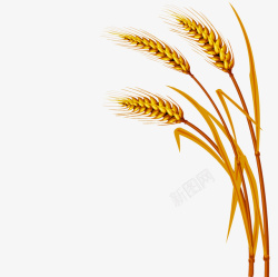 秋收的小麦10素材