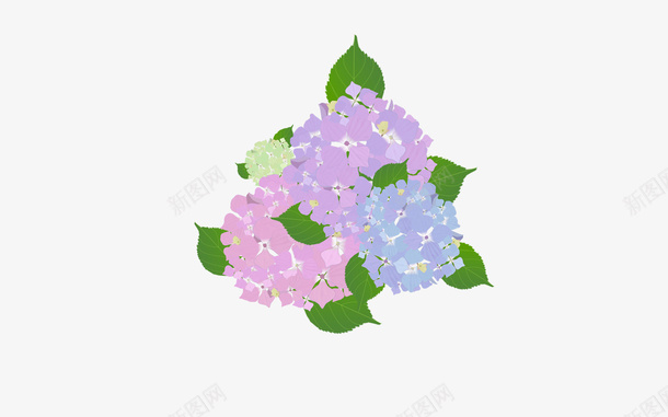 五月浅夏的绣球花png免抠素材_88icon https://88icon.com PNG 免扣 夏天 素材 绣球花 花束