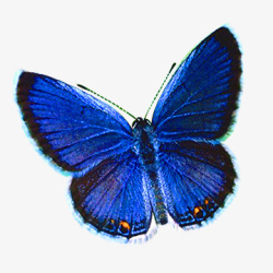 蓝蝴蝶素材