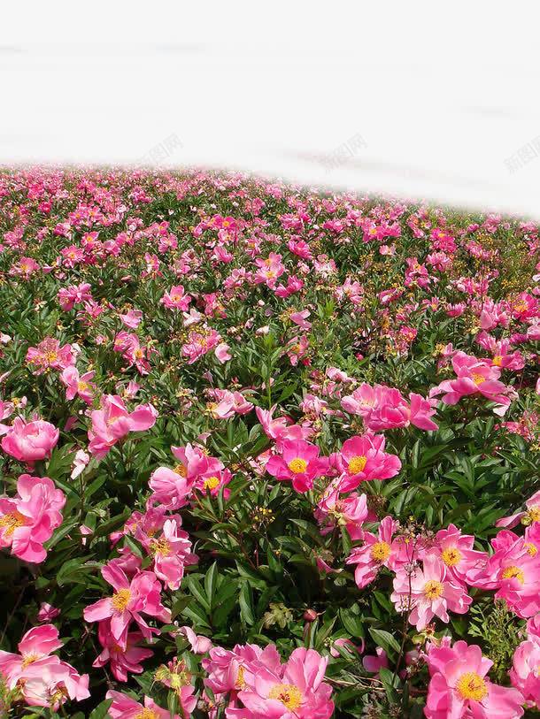 粉色花海浪漫png免抠素材_88icon https://88icon.com 粉色 花海 装饰图案