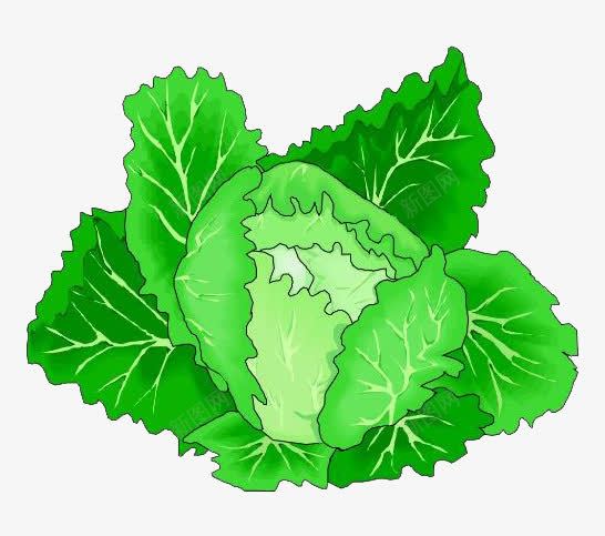卡通绿色包菜蔬菜png免抠素材_88icon https://88icon.com 包菜 植物 绿色蔬菜 食物