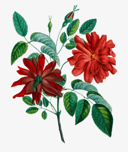 复古手绘植物花卉插画素材