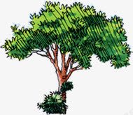漫画绿色园林植物png免抠素材_88icon https://88icon.com 园林 植物 漫画 绿色