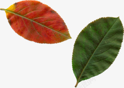 棕红绿色两片叶子素材