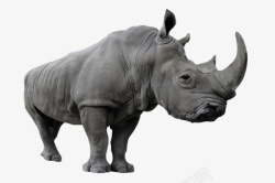 高大动物动物界大犀牛高清图片