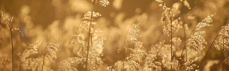 金秋植物摄影背景jpg设计背景_88icon https://88icon.com 金秋 植物 摄影 背景 黄金色 海报banner 风景