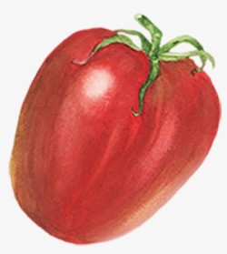 西红柿番茄手绘蔬菜图免扣手绘彩绘水彩插画素材