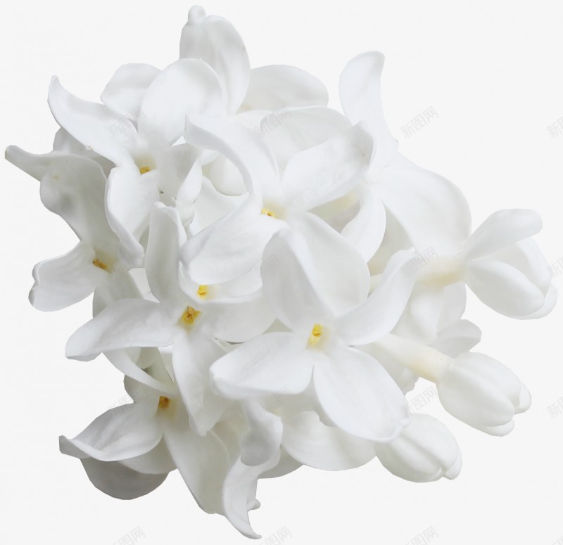 白色花花卉花朵免扣透明图楠哒二哒哒花卉png免抠素材_88icon https://88icon.com 花卉 白色 花花 花朵 免扣 透明图 楠哒 哒哒