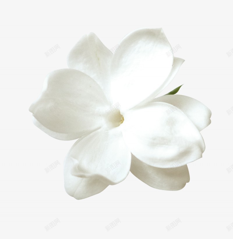 白色花花卉花朵免扣透明图楠哒二哒哒花卉png免抠素材_88icon https://88icon.com 花卉 白色 花花 花朵 免扣 透明图 楠哒 哒哒