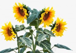 向日葵夏季太阳厂向日葵芽向日葵的字段花园黄色开花性素材