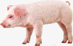 猪图片动物素材