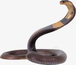 眼镜蛇蛇图片免费下载图片动物素材