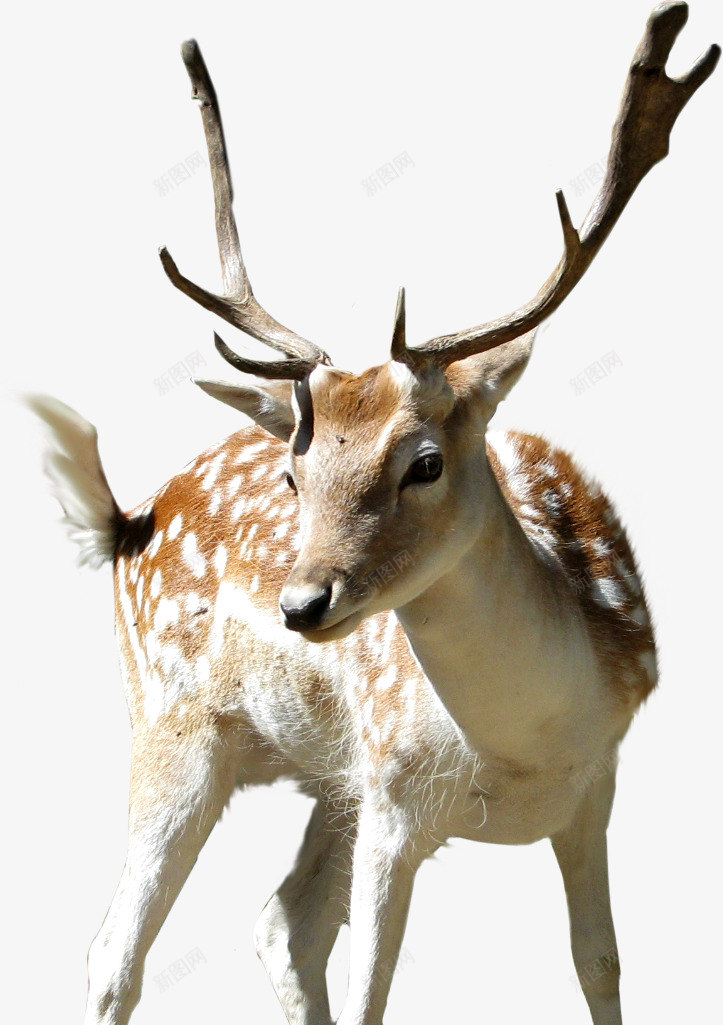 鹿1只小鹿北欧动物杂七杂八png免抠素材_88icon https://88icon.com 1只 小鹿 北欧 动物 杂七杂八