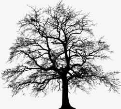 免费静物图片树设计公众号图片树免费淘宝图片树树侧影素材