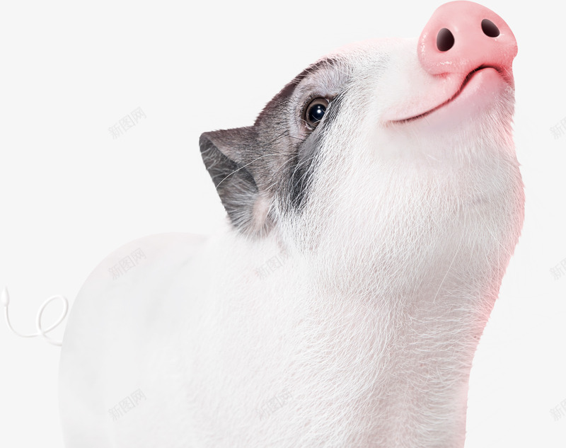 猪动物png免抠素材_88icon https://88icon.com 动物