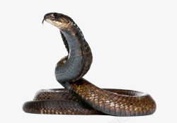 眼镜蛇蛇图片动物素材