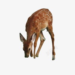 吃草的鹿鹿动物鹿吃草免扣免扣自扣可商用高清图片
