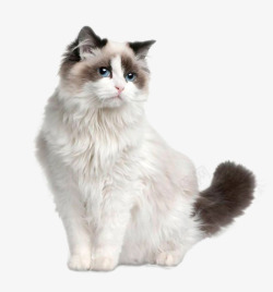 布偶猫现实宠物真实动物搞笑动物素材