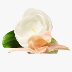 白色花花卉花朵免扣透明图楠哒二哒哒花卉素材