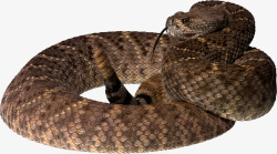 蛇图片免费下载动物素材