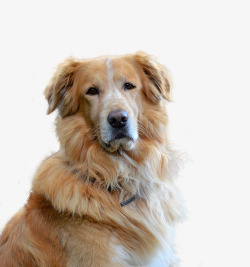 金毛猎犬孤立狗宠物动物肖像大狗纯种狗毛皮亲爱性质甜素材