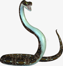 蛇图片免费下载动物素材