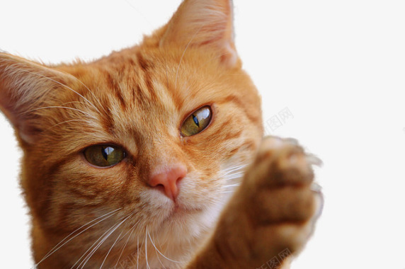 Pixabay上的免费图片猫孤立弗利纳呈现宠物动物图标