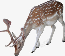 鹿2都是动物或纯色底素材