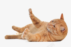 猫图像免费下载图片小猫系列动物宠物系列动物素材