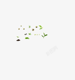 绿茶籽茶叶素材