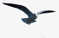 海鸥鸟动物自然海鸥海鸟岸放出海边水水电部景观沿海海素材