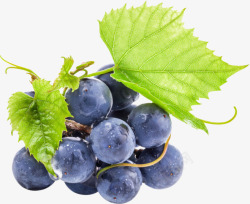 紫葡萄绿葡萄酒水果658537系列蔬果生鲜素材