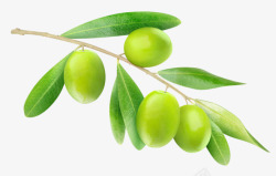 绿叶橄榄枝绿橄榄透明常用素材