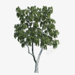 天狼收藏景观树01天狼指尖缘平面图素材