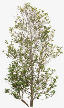 天狼收藏景观树01天狼指尖缘平面图素材