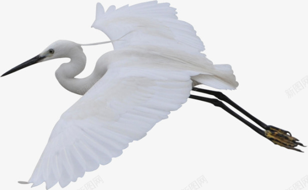 鹤飞翔中的鹤飞鸟中国实物实物中国中国风合成特效合成图标