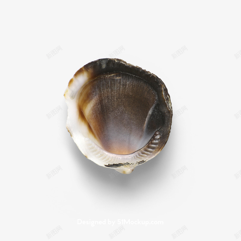 超高清海星海螺贝壳珊瑚海马等航洋生物主题shellpng免抠素材_88icon https://88icon.com 超高 高清 海星 海螺 贝壳 珊瑚 海马 航洋 生物 主题 shell