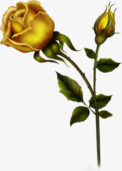 透明篇金色玫瑰花图案和背浪漫人生那些花儿素材