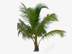 棕榈树管股票三由digitaltwist透明动植物素材