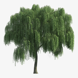 天狼收藏景观树02天狼指尖缘平面图素材