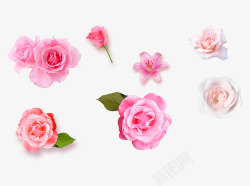 佑佑佑小溪图粉色玫瑰情人节花花花花瓣素材