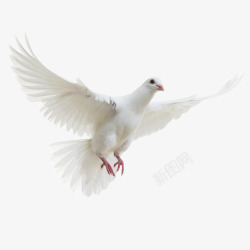 佑佑佑小溪图动物白色鸽子小动物素材